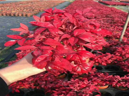 202072916525278 202072916525278